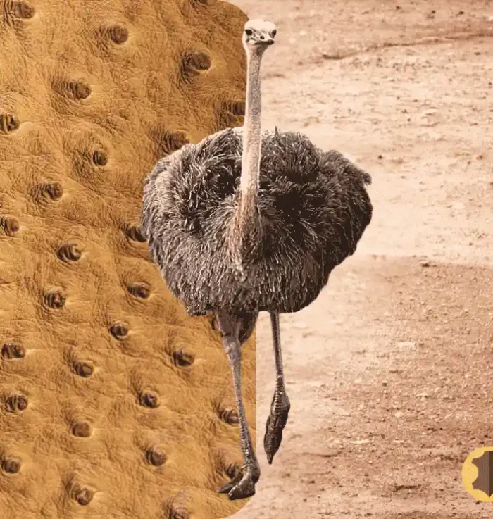 ostrich leather is one of those timeless choices that blends beauty, strength, and rarity.